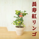 父の日ギフト鉢植え2018年5月青いミニりんごから秋には可愛いりんご誕生日やプレゼントのお祝い鉢植リンゴ:【りんご】【長寿りんご】 花も実も楽しめるりんごですイ...