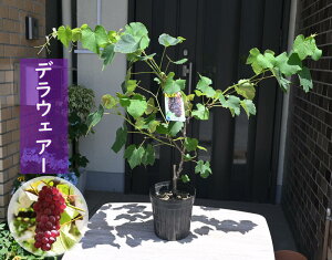 2025年鉢植えで育てる葡萄果樹 ぶどう デラウェアー 葡萄 ブドウ