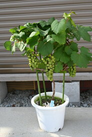 赤ワインの品種　シャルドネ葡萄　めずらしい葡萄鉢植え　実付きワイン用ぶどう苗カベルネ ソーヴィニヨン6号鉢植