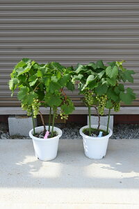 GĂȂԂł̂͂ƂȂ܂  JxlE\[BjcƔC̕c@2Zbg ԃČJxlE\[Bj@߂炵A