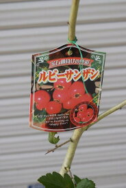 楽天市場 苗 サンザシの通販