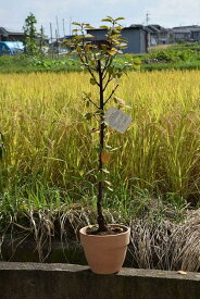 2024年開花鉢植えユスラ梅鉢植えゆすらうめ 赤実ユスラウメ食用としても人気のゆすら梅