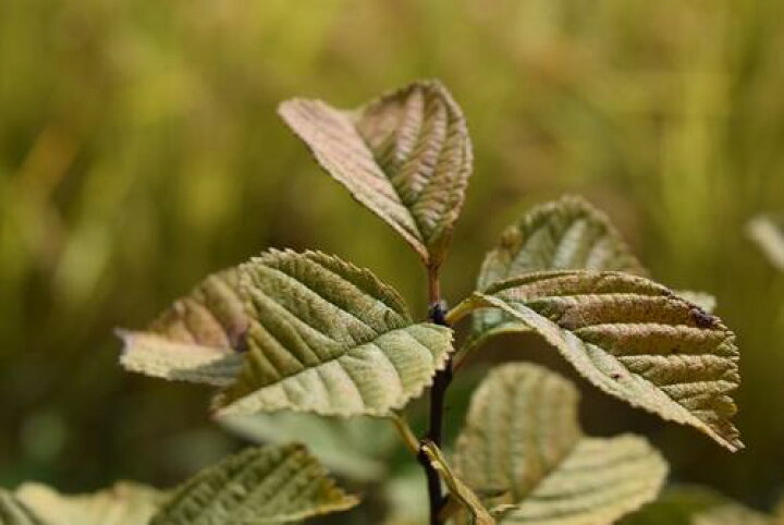 楽天市場 ユスラ梅鉢植えゆすらうめ 赤実ユスラウメ食用としても人気のゆすら梅 園芸百貨店何でも揃うこぼんさい