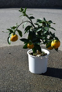 2025Nv[gɈĂy5`7ԂJԌ̂Ȃ݂𑡂蕨Ɂ@ȃ蕨Ɂ@߂łHׂ݂vAHׂ~Jł2025N1͎͂