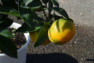 ȃ蕨Ɂ@2024N݂񔫐A~J픫݂