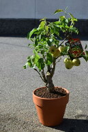 父の日のプレゼントに実付きのかわいい林檎2026年りんごプレゼント 贈り物 りんご鉢植え縁起の贈り物2026…