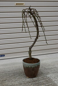 40Z`O sN̔d~~ 2026N3J ~@My肵~~