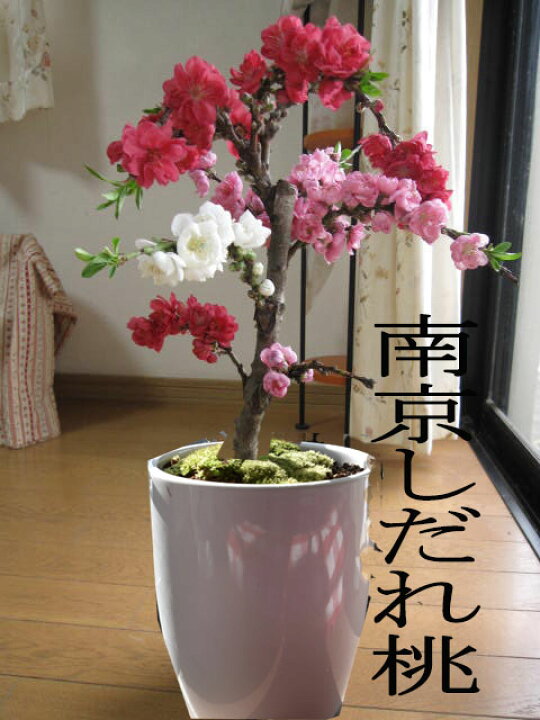 楽天市場 花桃鉢植え 南京桃しだれ桃 22年3月から4月に開花お祝いの鉢花桃花縁起のいいしだれ桃縁起の良い桃の木八重しだれ桃鉢植え 22年4月頃開花 鉢植え大 桃鉢植え 豪華な桃の花桃の花見でお祝い桃の節句のお祝い桃 園芸百貨店何でも揃うこぼんさい