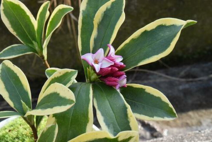 楽天市場 沈丁花 ジンチョウゲ鉢植え花の香りがいいかおりがします 開花は22年 自然の香水 沈丁花信楽鉢入り開花鉢植え 覆輪沈丁花前島 園芸百貨店何でも揃うこぼんさい