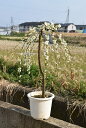 八重しだれ梅 白2019年3月頃開花 しだれ梅 白梅 八重咲の白色と 香りの贈り物このサイズでは珍しい しだれ白梅