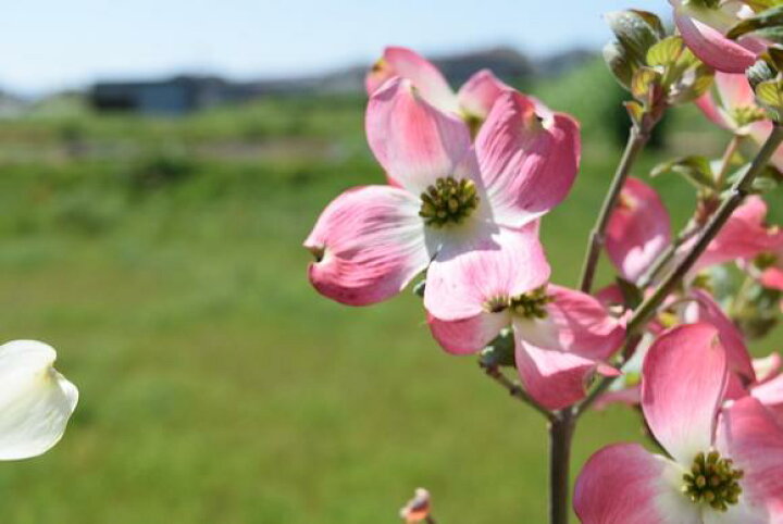 ハナミズキ ジュニアミス苗木 驚きの価格が実現