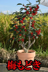 2025N~ǂA@10`12́@ԂĂ܂