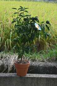 楽天市場 柚子 鉢植えの通販