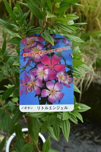 2025N10甭\񏤕i2025N11Jԗ\@80Z`O@ԉ肠 m{^gGWF A fĂ ԐFsNɕω쉲Oł