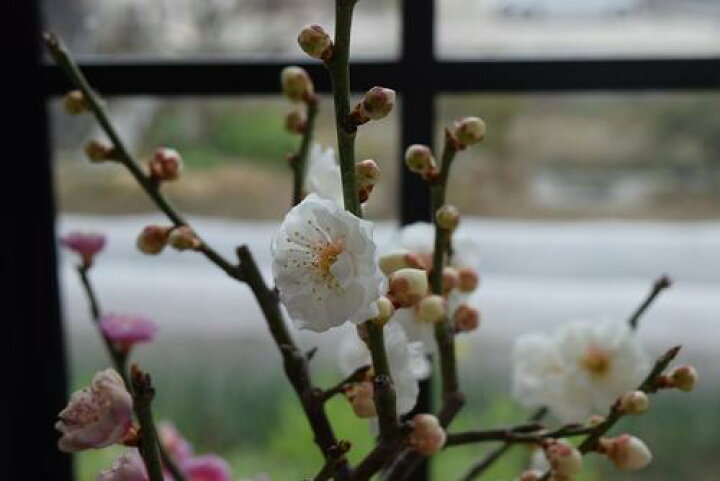 盆栽 梅 花芽付き！日月梅（一重、紅白咲き分）【現品】2026早春開花 