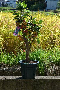 ~j񂲎t22025Nv[gpȃ蕨Ɂ@2025NĂyݏHɂ͐Ԃ~j񂲈Ăā@yރNuAbvP񂲁@ȉ炵܂