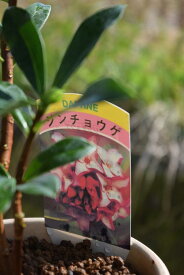 【2024年3月～4月　開花】ジンチョウゲ鉢植え白沈丁花花の香りがいいかおりがします。ミニ盆栽　開花は毎年三月　自然の香水　沈丁花