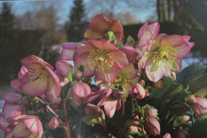 楽天市場 21年開花株クリスマスローズピンクニゲルクリスマスローズ氷の薔薇 ローズピンク 限定品 鉢植えニゲルのレッド花 園芸百貨店何でも揃うこぼんさい