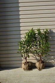 紅と白のじんちょうげです2024年香りをお庭に沈丁花苗3月から4月開花おめでたい沈丁花苗セット　沈丁花紅白セット　苗ジンチョウゲ白沈丁花苗赤沈丁花苗　花の香りがいいかおりがします。開花毎年三月　自然の香水　沈丁花苗木赤花沈丁花