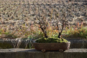 Vt2024N2JԂjg~񂹐A~