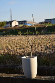 2024年1月〜2月開花花芽つき　満月ロウバイ鉢植え蝋梅 ロウバイ蝋梅のお花からとてもいい香りします。