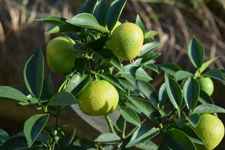 楽天市場 すだち スダチ鉢植え 実が付いてない状態でのお届けになります 園芸百貨店何でも揃うこぼんさい 楽天市場 すだち スダチ鉢植え 実が付いてない状態でのお届けになります 園芸百貨店何でも揃うこぼんさい