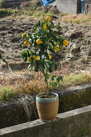 お誕生日プレゼント　 2023年11月から2024年1月実付きでのお届け　ユズ鉢植え　柚子風呂に入れる　ゆず　育てる鉢植え 花柚子　ギフト