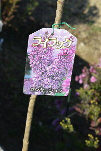 ライラック 植木の通販 価格比較 価格 Com ライラック 植木の通販 価格比較 価格 Com