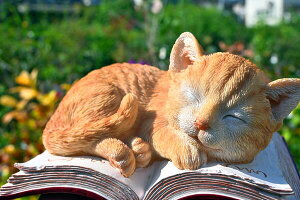 BOOK CAT@L@{@lR˂̒u@u@u⌺ւɒugoodB