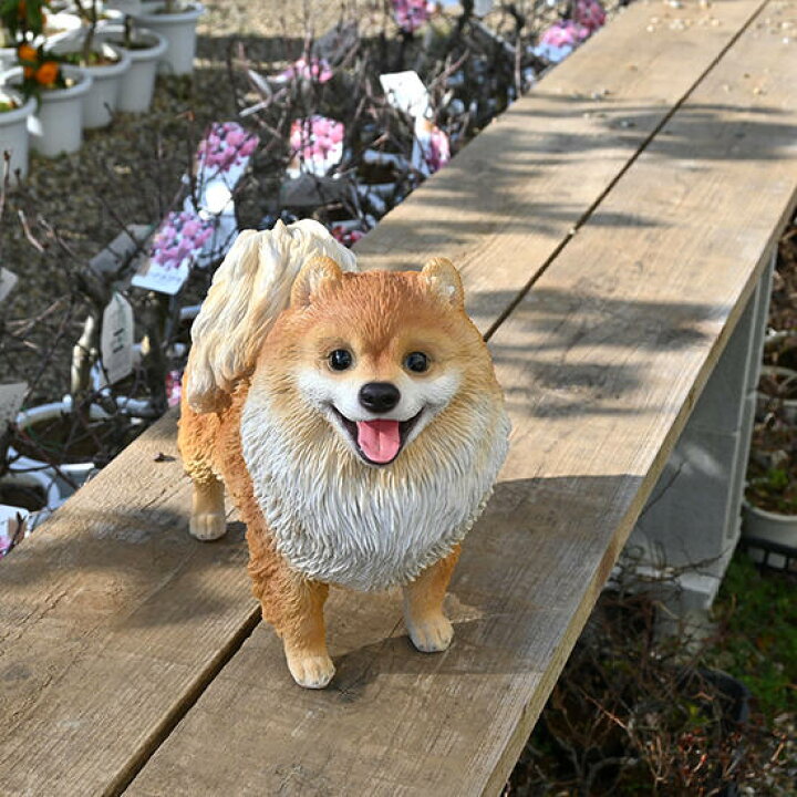 楽天市場】ポメラニアン もこもこのモコちゃん 冬の陽だまりモコちゃん 