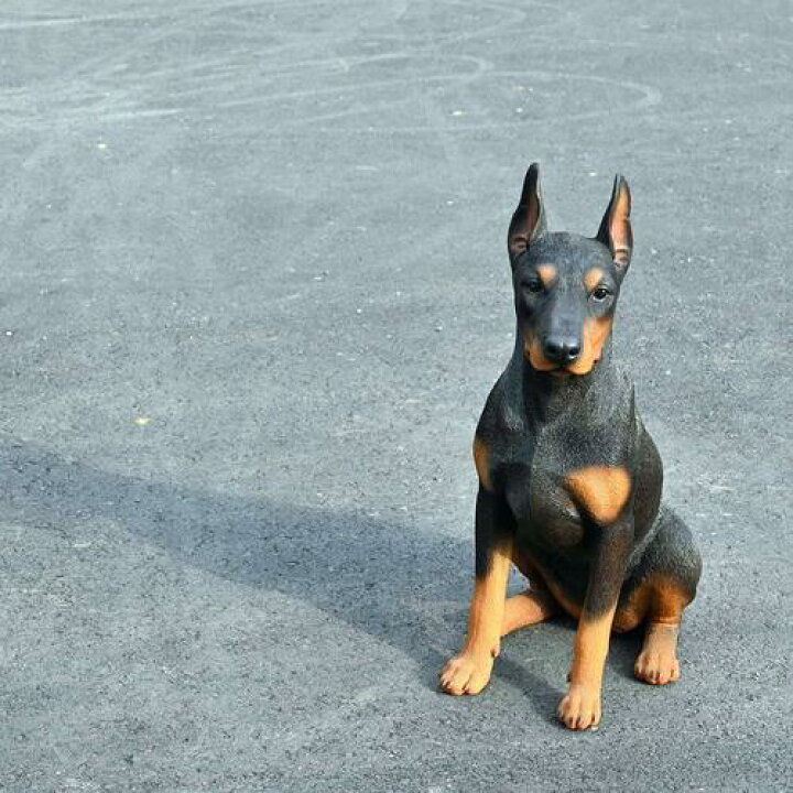 楽天市場】2025年5月より発送ドーベルマン いぬ 犬の置物ドーベルマン 