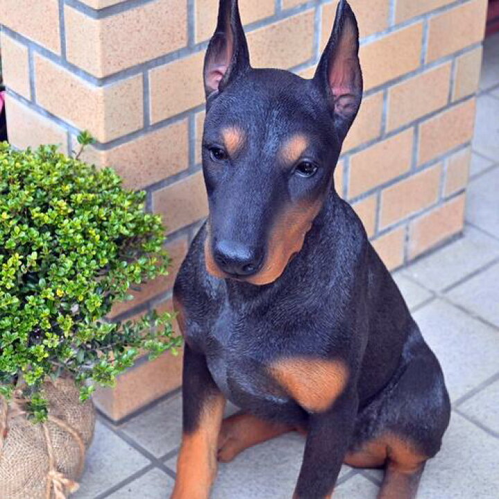 楽天市場】2025年5月より発送ドーベルマン いぬ 犬の置物ドーベルマン 