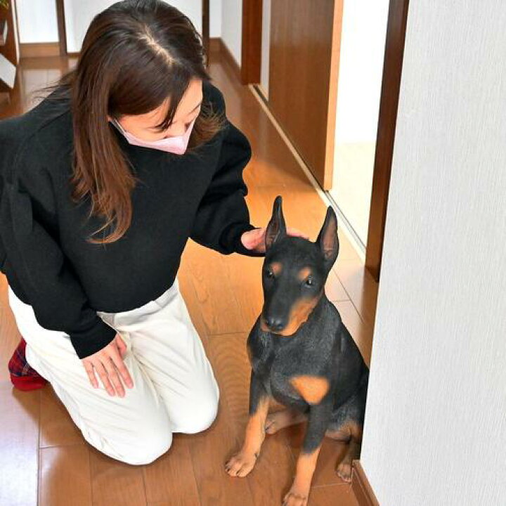 楽天市場】2025年5月より発送ドーベルマン いぬ 犬の置物ドーベルマン 