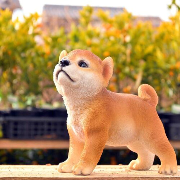 楽天市場】秋田犬置物 かわいい置物 犬の置物秋田犬 あずきちゃんお庭  