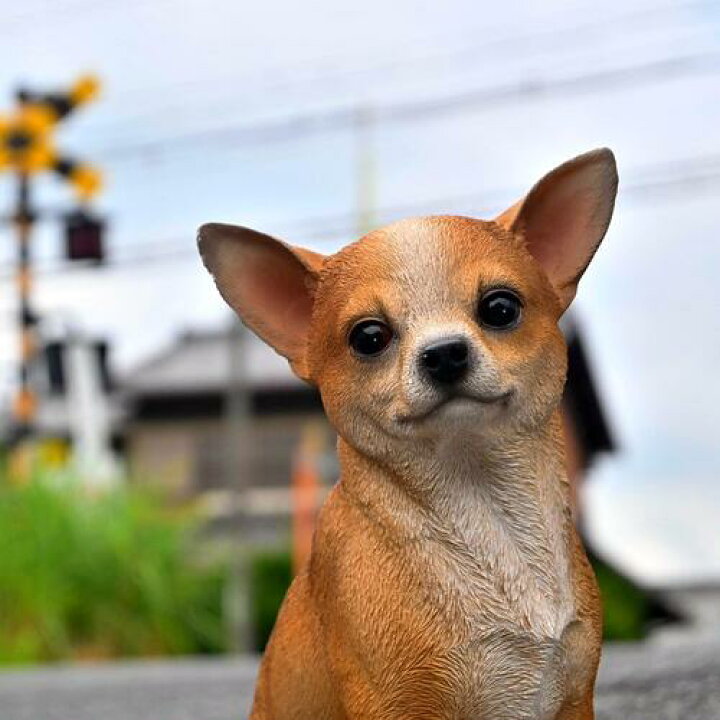楽天市場】犬 チワワ 茶色い子犬置物 かわいい置物 犬の置物 ちくわ君 