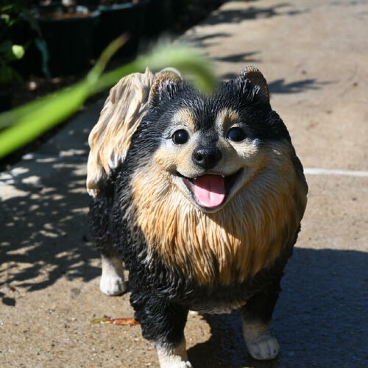 楽天市場】ポメラニアン タン置物 かわいい置物 犬の置物お庭や玄関は 