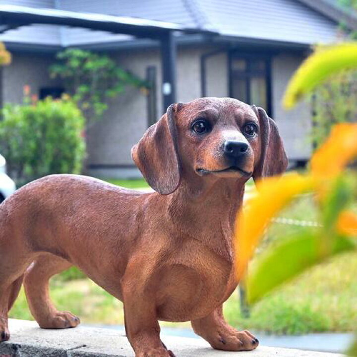 楽天市場】ダックスフント スムース 犬ダックスフンド 置物 チョコア 