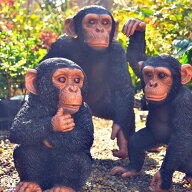 チンパンジーの置物　3つセット桶狭間かんぺい　みかん　おみっちゃんリアルな置物　かわいい置物　珍し…
