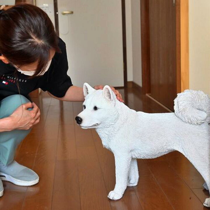 楽天市場】吠えないし白の柴犬 犬 こゆき置物 かわいい置物 犬の置物 
