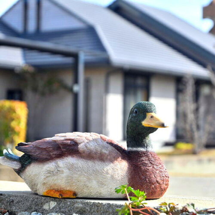 楽天市場】カモ 置物 鳥 真鴨マガモ リアルな置物カモの置物 変わった 