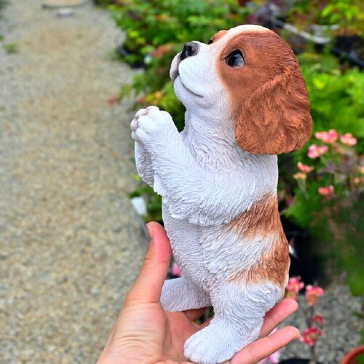 楽天市場】おねだりキャバリア 中世の騎士わんこ 犬 いぬ チャーリー 