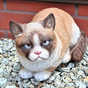 s@ȃVL@iu@u@LbgԂ@L@lR@ɂ񂱃lR̒u@킢⌺ւɏƂ킢łBv[gɂǂB