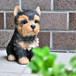胈[NV[eA()@Ԃ񃈁[NV[eA@񂿂񌢂̒u@u@u傱Ƃ肨⌺ւɒugoodB