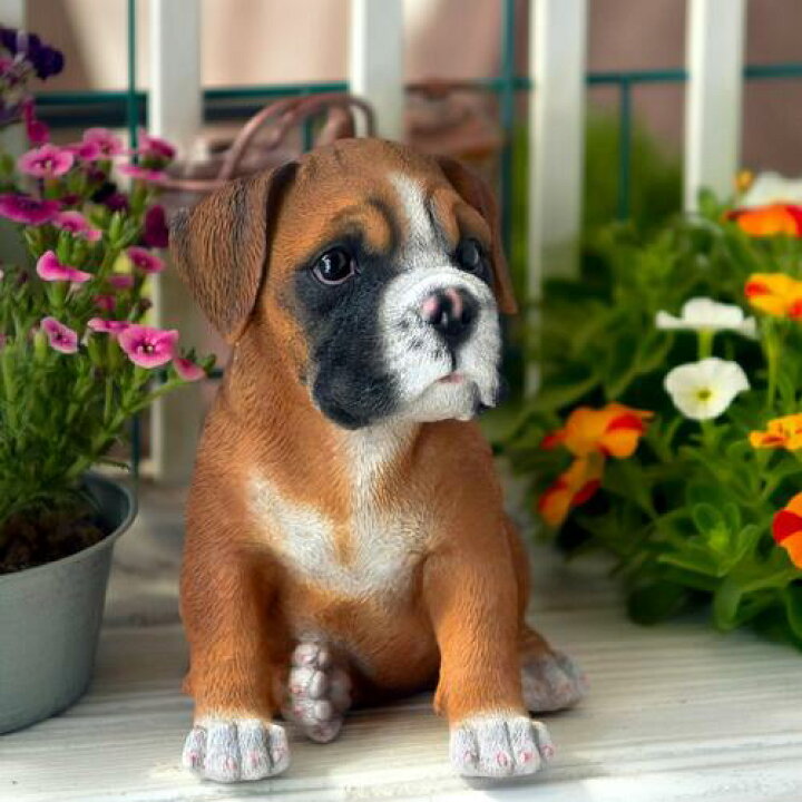 楽天市場】お座りボクサー犬 ロッキー子犬 わんちゃん犬の置物 置物 