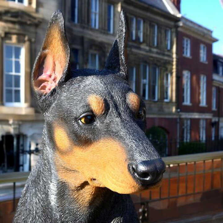楽天市場】WOOBIA ドーベルマン いぬ 犬の置物ドーベルマンピッシャ 