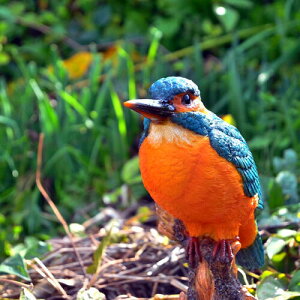 WOOBIA@؂芔ɂƂ߂JZ~@~jo[h@u@킢u@̒u@~j@@@o[h@⌺ւɏĂÃCeAƂĂ߂łB