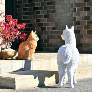 ApJƃlR@2Zbg@u@P^PIƃW[@AȒu@@킢@u@ςu@CP@⌺ւɏgoodI@{̂悤Ȓu