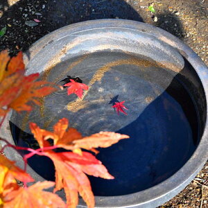 ʁ@@Myā@ԁ@ԁ@@a@m@{뉀@̖@߂@_J@@@fUC@}CiXCI