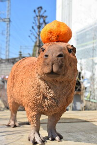 JsoJso̒u@u@킢Jso@ł񂨒⌺ւɏgoodB