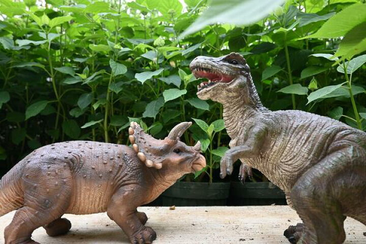 楽天市場】恐竜の置物 2個セットティラノサウルス トリケラトプス恐竜 